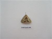 藏品(尺蛾174)的圖片